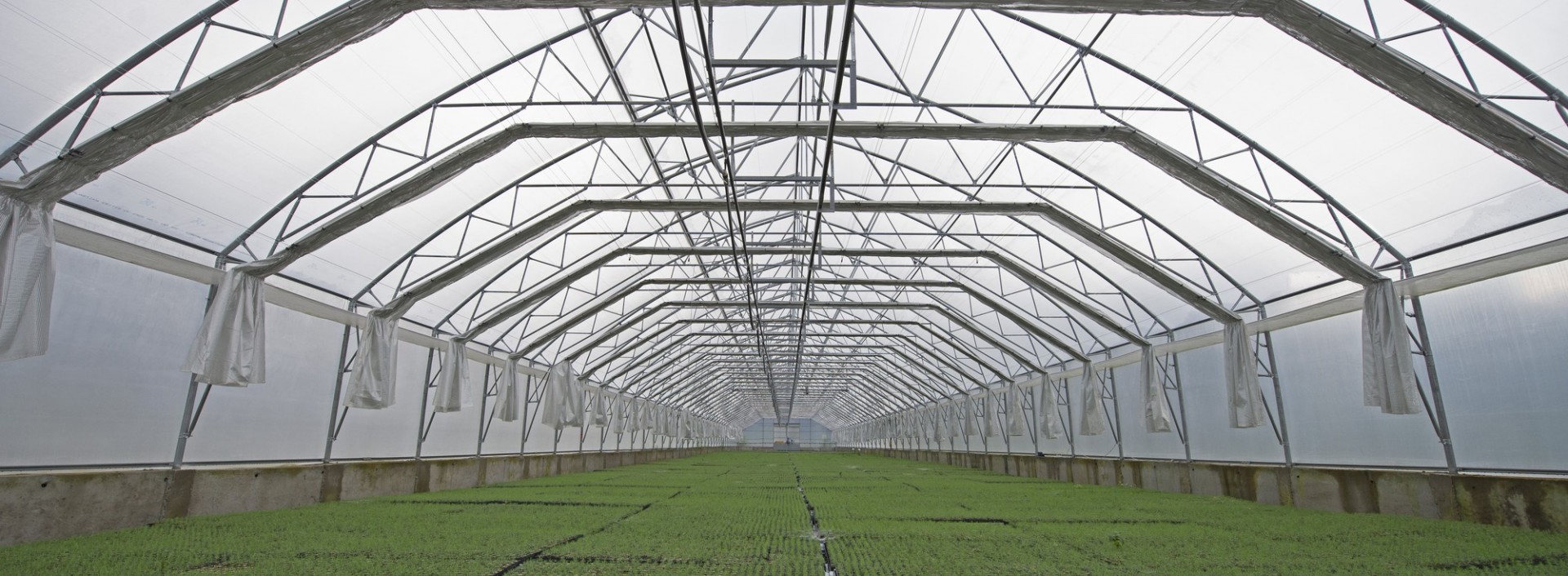 Насінева, м.Брюховичі